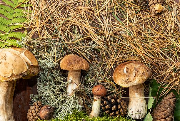 istock Autumn forest background with mushrooms moss and dry pine needles 2239375107