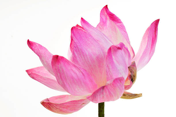 A stunning pink lotus flower showcasing delicate petals, symbolizing beauty and tranquility. Captured against a white background, this image radiates elegance and serenity.