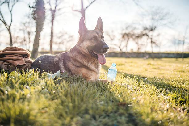 Portrait of a beautiful German Shepherd dog sitting on a meadow in a park during a sunny day