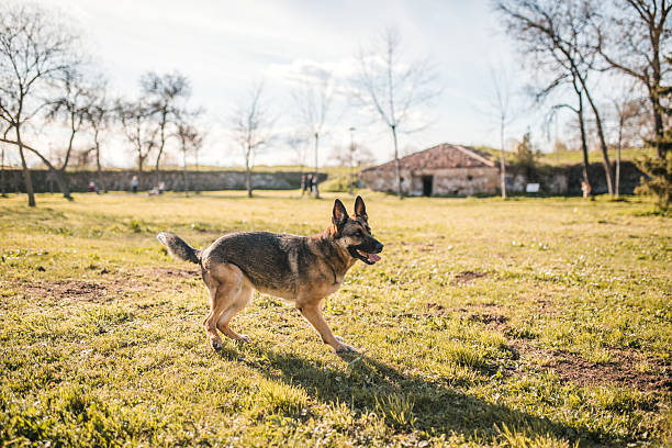 A beautiful German Shepherd dog enjoys nature and playing and running in the park