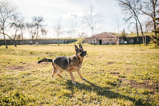 A beautiful German Shepherd dog enjoys nature and playing and running in the park