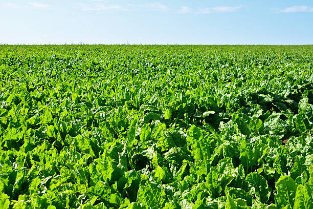 istock Lush Green sugar beet Field Under a Blue Sky 2239379624