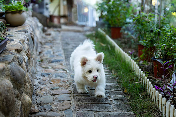 A white mixed breed dog is running happily in the garden.