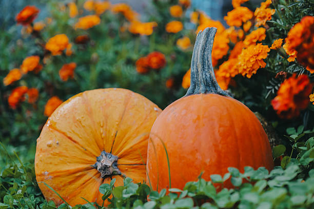 istock Halloween and Thanksgiving wallpaper.Bumpy Pumpkin Surrounded by Marigolds .October holidays.Pumpkins and marigold flowers in green clover. 2239380553