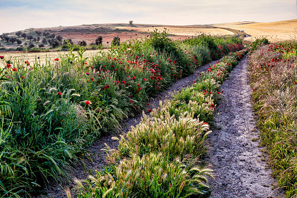 istock Walk in the countryside in spring 2239382022