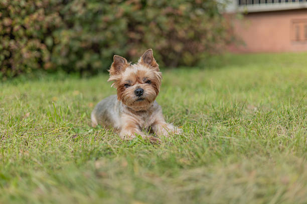 Adorable Yorkshire Terrier standing outdoors, perfect for pet care, lifestyle, and family advertising concepts.