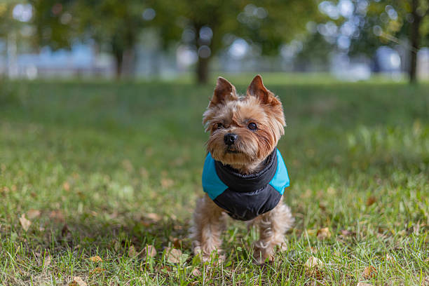 Adorable Yorkshire Terrier standing outdoors, perfect for pet care, lifestyle, and family advertising concepts.