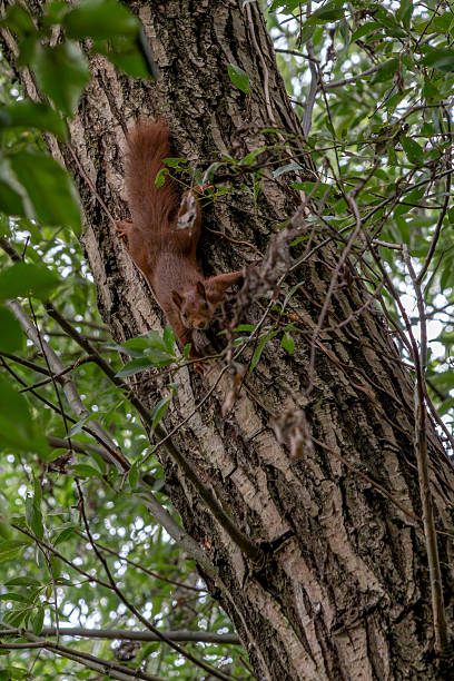 istock Paris, France - 04 06 2024: Chanteraines park. Two young red squirrels play along a tree trunk 2239387013