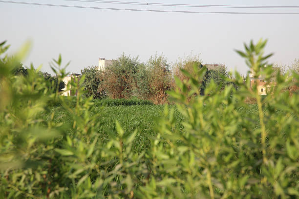 Power Lines and Plants