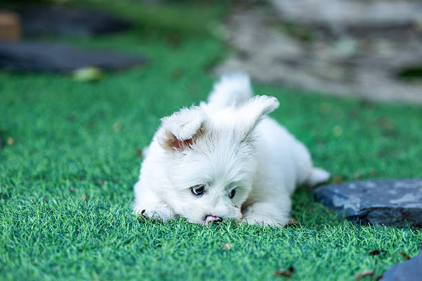 A white mixed breed dog is running happily in the garden.