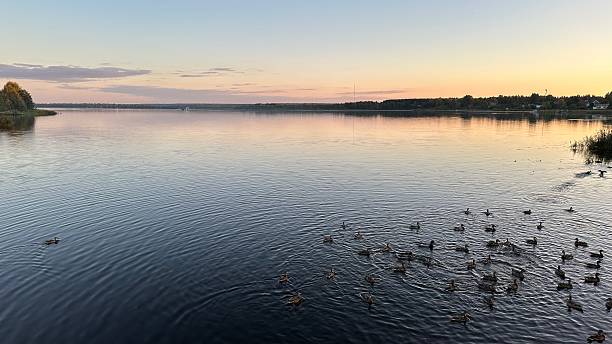 istock Ducks swimming in the lake at sunset 2239388854