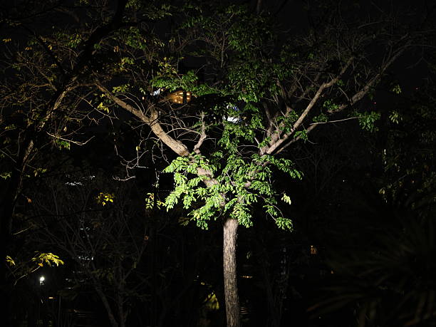 A beautifully lit tree stands tall and proud against the dark night, showcasing its vibrant and colorful foliage