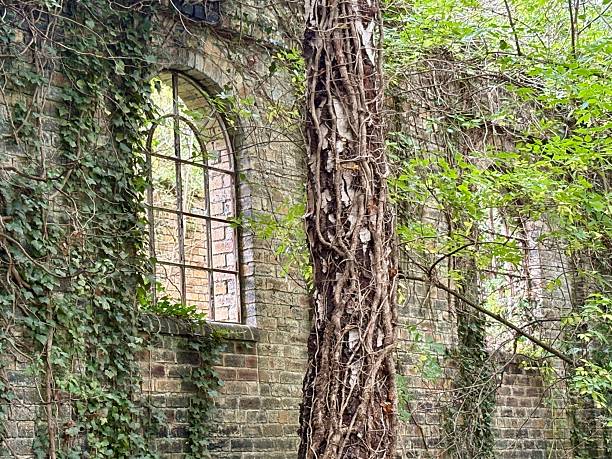 old overgrown window at a facade - photo