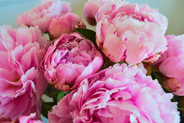 istock Close-up of blooming pink peonies 2239397218