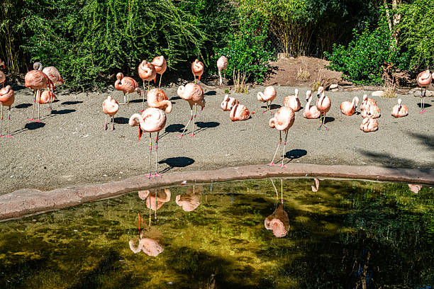 Pink Flamingos at Woodland Park Zoo in Seattle, Washington.