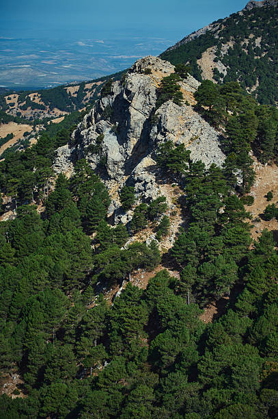 istock Mountain Ridge With Pine Forest and Rocky Cliff Overlook 2239400519