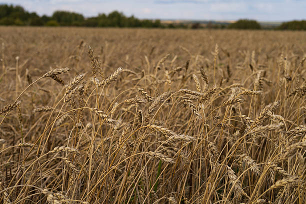istock Wheat field with blue sky and white clouds in the background. 2239400916