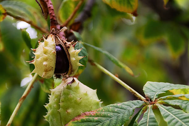 istock Chestnut Fruits on Tree Branch – Green Nature Background 2239402917