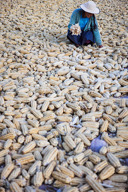 Peruvian woman drying corn on the cob in Urubamba Valley, Peru.The Sacred Valley of the Incas or Urubamba Valley is a valley in the Andes  of Peru, close to the Inca  capital of Cusco and below the ancient sacred city of Machu Picchu.