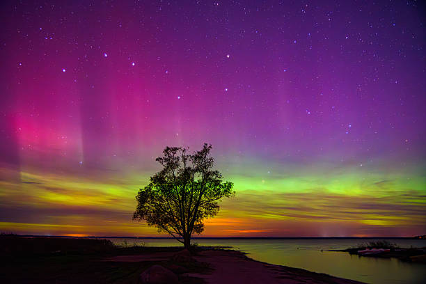 istock A vibrant aurora borealis over a calm lake with a silhouetted tree under a starry purple and green night sky. 2239404052