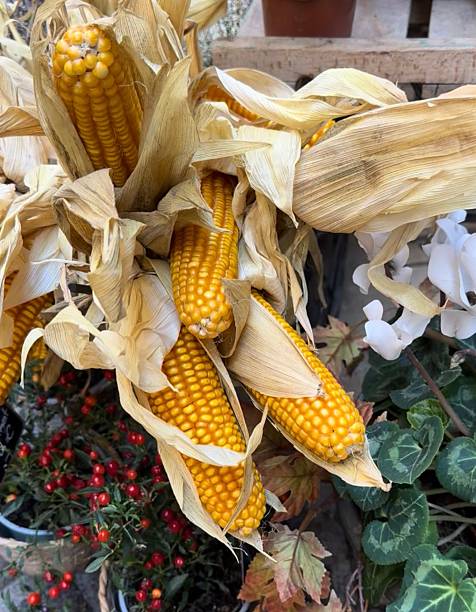 istock Golden corn cobs with dry husks arranged among plants and flowers. 2239407101