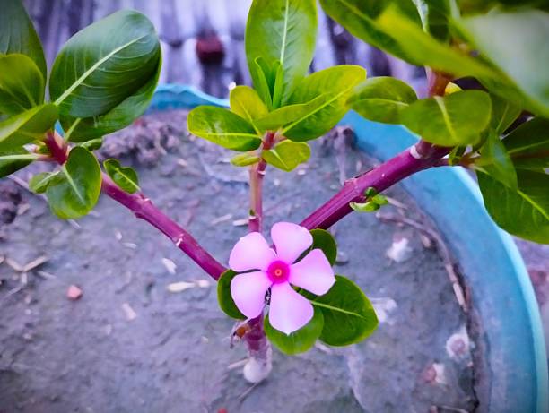 This close-up image features a beautiful pink periwinkle flower (Catharanthus roseus) blooming in a pot. The vibrant pink petals with a darker center stand out against the fresh green leaves and reddish-purple stems of the plant, which is rooted in dark soil within a light blue pot. The overall composition highlights the delicate beauty of the flower and its healthy foliage.