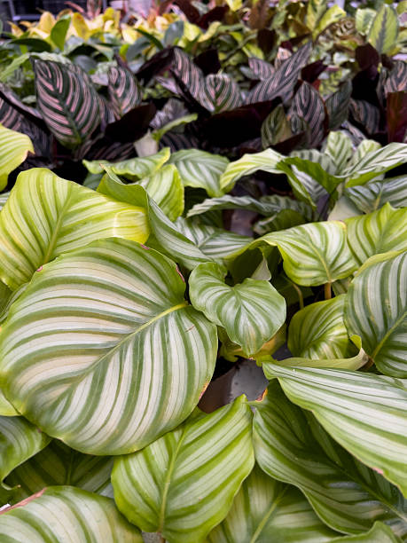 istock Numerous tropical plants display vibrant, patterned leaves in a garden setting, creating a lively atmosphere under bright sunlight with rich greens and stripes 2239410142