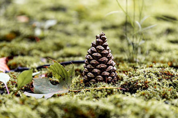 Fresh green moss and pine cone in the autumn forest. Natural backgrounds