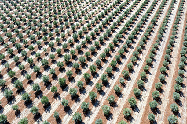 istock Aerial view of olive trees in Andalusia 2239410421
