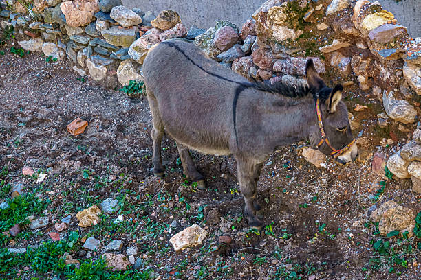 Donkey photographed and stung.