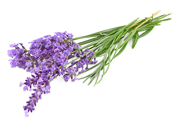 istock lavender isolated on a white background. clipping path 2239415316