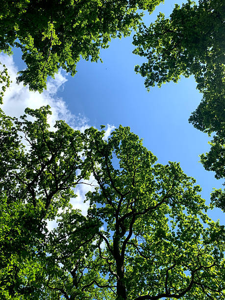 istock Tall trees with broad leaves create a natural frame around a bright blue sky with fluffy clouds on a sunny day 2239417031