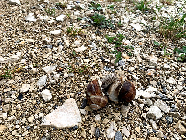 Two snails explore a gravelly ground, showcasing their movements under warm sunlight in a natural setting.