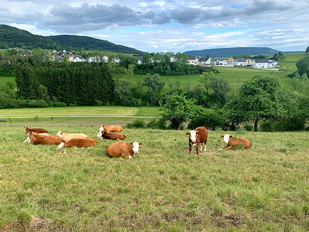 istock Cows rest and graze in a green pasture surrounded by trees and hills under a partly cloudy sky in a serene rural landscape 2239417412
