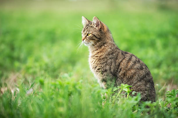 In a peaceful outdoor environment, a curious tabby cat sits calmly on vibrant green grass, observing its surroundings with keen interest on a sunny day.