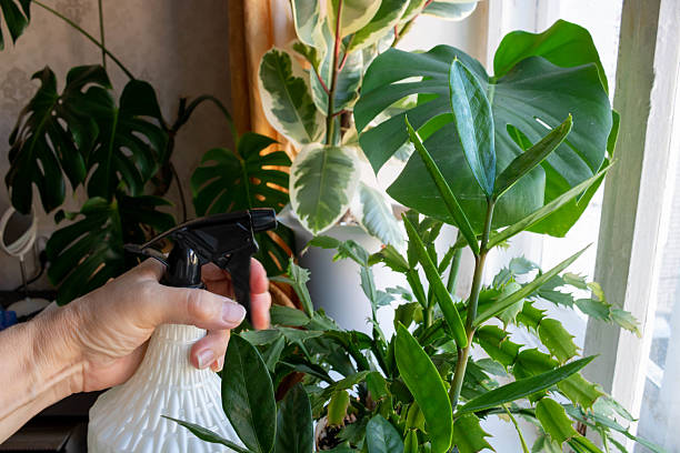 istock Indoor green flowers on the windowsill are sprayed with water 2239421684