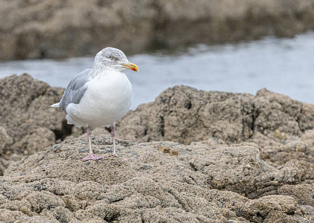 istock Black backed gull on the rocks  - along the coatsline - a bird that will attack smaller specifies and kill them. 2239421905