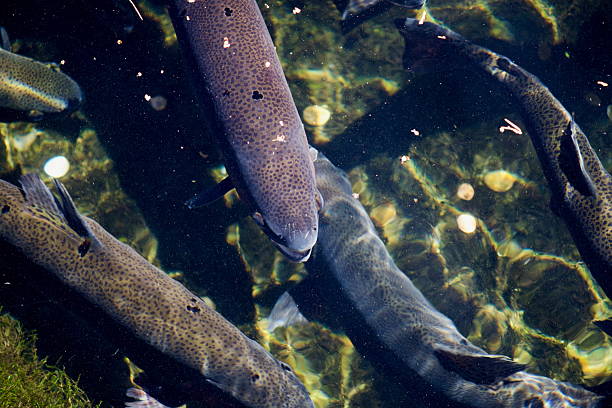 Fish hatchery stock photos.