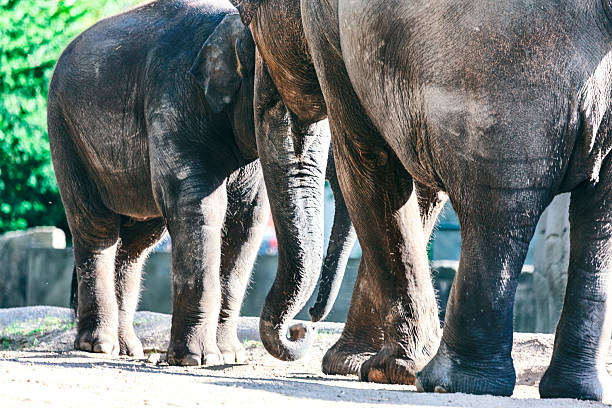 Side view elephants and rear view elephant