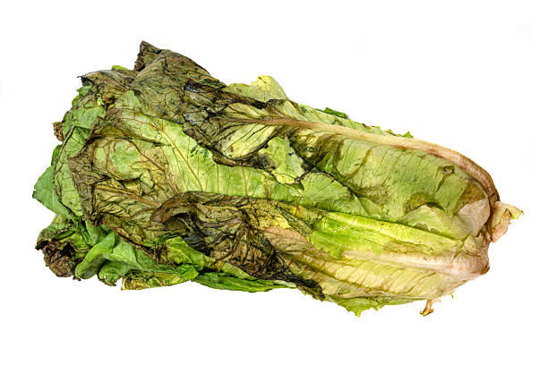 Rotten Salad - Spoiled Produce, Decay, Edible Waste, and Kitchen