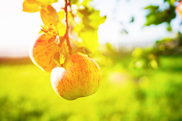 Fresh Apples Hanging From Tree in Sunny Orchard During Late Afternoon. Bright, ripe apples dangle from branches in vibrant orchard. Warm sunlight illuminates lush green, peaceful atmosphere.
