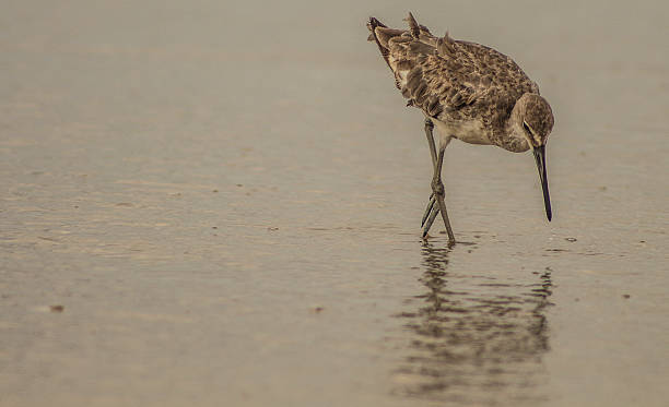 The Baird's Sandpiper