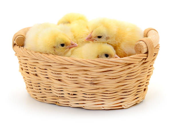 Cute yellow chicks sitting together in wicker basket, isolated on white background. Fluffy newborn broiler chickens symbolizing spring, Easter, and new life concept.