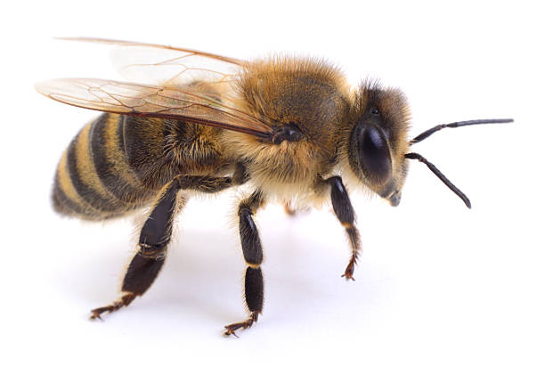 Close up of honey bee isolated on white background. Detailed macro view of Apis mellifera showing wings, eyes, and hairy body. Concept of pollination, nature, and wildlife insect.