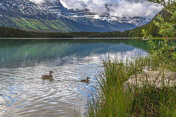 Waterfowl Lake and Mountain Chephren, Banff National Park