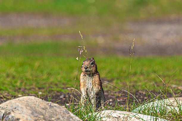 Prairie Ground Squirrel in Kananaskis Provincial Park