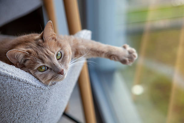 istock A ginger cat stretches its paw while lounging on a soft chair, basking in the sunlight coming through a nearby window. The relaxed atmosphere creates a peaceful scene 2239442292