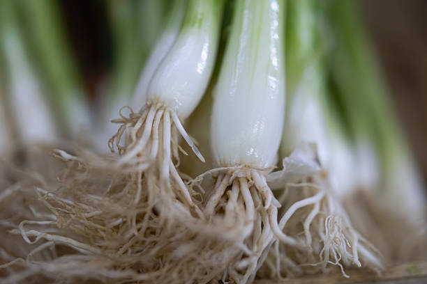 close up on root of leek