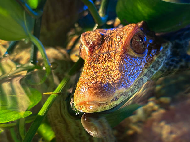 istock Baby Caiman Peeking Through Aquatic Plants 2239443362