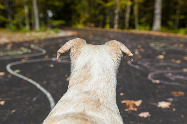 Pet photography at the night, photo of domestic animal. Kooikerhondje, Kooiker Hound dog outdoors.